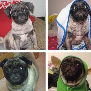 Meet your Posher, Eunice